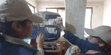 Rescatan a más de 50 perros que sufrían maltrato animal en CDMX