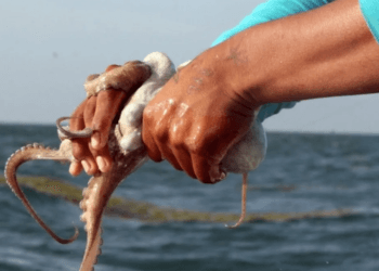 Inicia temporada de pulpo en Yucatán