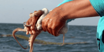Inicia temporada de pulpo en Yucatán