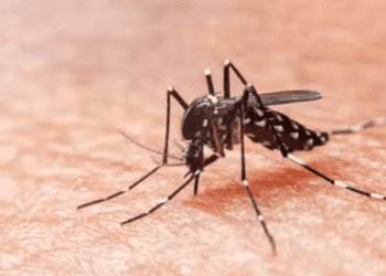 Registran 3 muertes por dengue en la Península durante la última semana