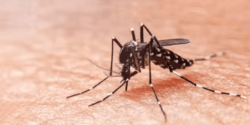 Registran 3 muertes por dengue en la Península durante la última semana