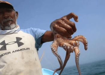 IMPI protege los territorios y técnica de pesca del pulpo maya