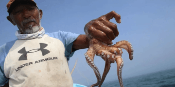 IMPI protege los territorios y técnica de pesca del pulpo maya