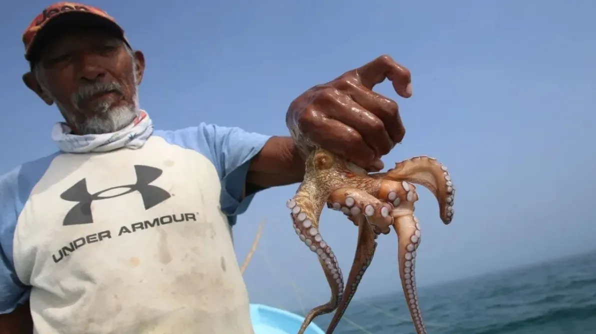 IMPI protege los territorios y técnica de pesca del pulpo maya