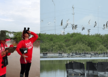 Manglares de la 'Ciénega de Progreso' revelan sus secretos mejores guardados