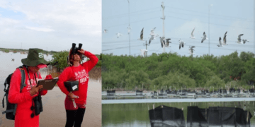 Manglares de la 'Ciénega de Progreso' revelan sus secretos mejores guardados