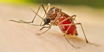 Dengue en México incrementa alarmantemente