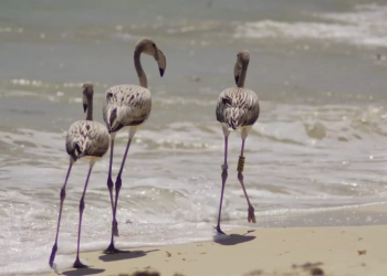 Llegada de flamencos juveniles refuerza el compromiso ambiental en Cozumel