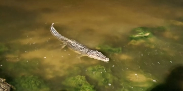 Cocodrilo en la bahía de Chetumal provoca expetación en locales