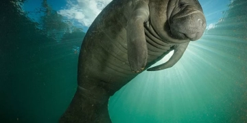 SEMA invita a conmemorar el Día Nacional del Manatí