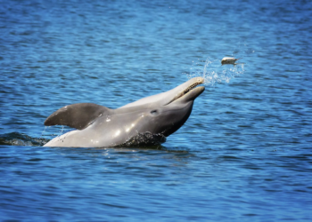 Delfines del Golfo de México contaminados con fentanilo