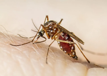 Aumentan casos de dengue en México durante las primeras semanas de 2025