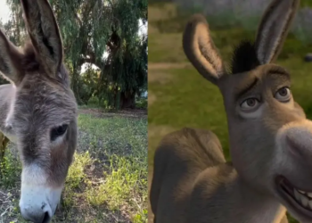 Fallece Perry, el burrito que inspiró al personaje de Burro en Shrek