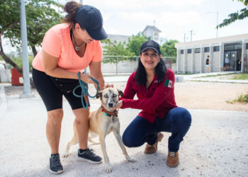 Casi terminan la Clínica Pública de Bienestar Animal en Playa del Carmen