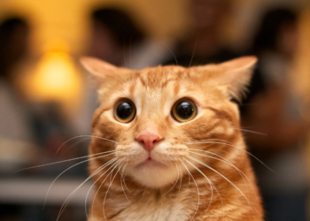 Descubren la mutación genética que da el color naranja a los gatos