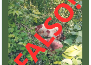 Playa del Carmen: Desmienten hallazgo de persona ensabanada en Palmas I