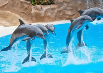 Prohíben espectáculos con delfines y otros mamíferos marinos en México