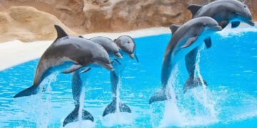 Prohíben espectáculos con delfines y otros mamíferos marinos en México