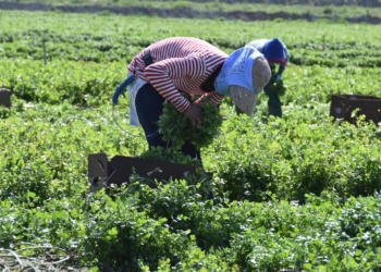 Redadas de ICE alcanzan granjas en California; trabajadores huyen entre los cultivos