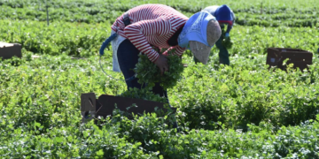 Redadas de ICE alcanzan granjas en California; trabajadores huyen entre los cultivos