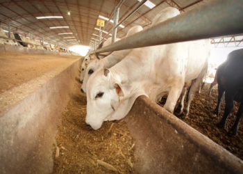 México y EE.UU. refuerzan estrategia contra el gusano barrenador del ganado