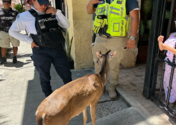 Playa del Carmen capacita a su personal para proteger fauna silvestre