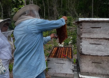 Campaña contra Varroasis busca proteger abejas y reactivar el campo en Playa del Carmen
