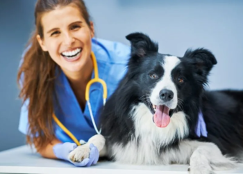 Día mundial del perro: La esterilización salva vidas y combate el abandono