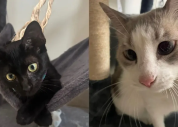 Día internacional del gato promueve adopción y cuidado responsable