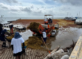 Semar triplica recolección de sargazo en Quintana Roo durante 2025