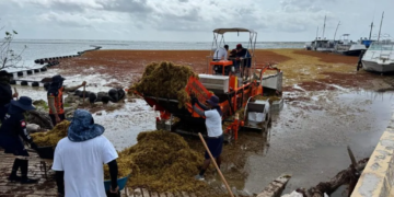 Semar triplica recolección de sargazo en Quintana Roo durante 2025