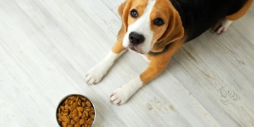 Proponen eliminar IVA en alimentos y medicinas para mascotas