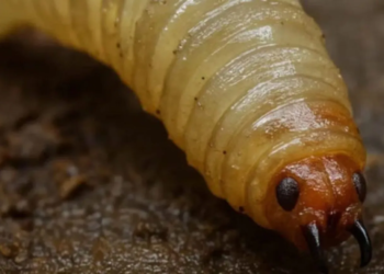 Quintana Roo refuerza vigilancia pecuaria ante avance nacional del gusano barrenador