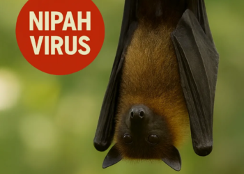 El virus Nipah, más letal que el COVID pero sin vacuna, pone en alerta a Asia y Europa: ¿qué debemos saber?