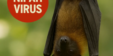 El virus Nipah, más letal que el COVID pero sin vacuna, pone en alerta a Asia y Europa: ¿qué debemos saber?
