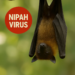 El virus Nipah, más letal que el COVID pero sin vacuna, pone en alerta a Asia y Europa: ¿qué debemos saber?