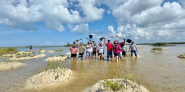 El laboratorio vivo de Cozumel: así se recupera el manglar de Punta Sur, metro a metro