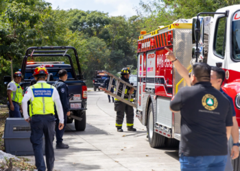 ¡Cero Tolerancia! Estefanía Mercado encabeza rescate de perrita y sus cachorros abandonados en Playa del Carmen