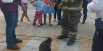 Rescatan a mono araña atropellado en avenida Bonampak; autoridades lo trasladan para atención veterinaria