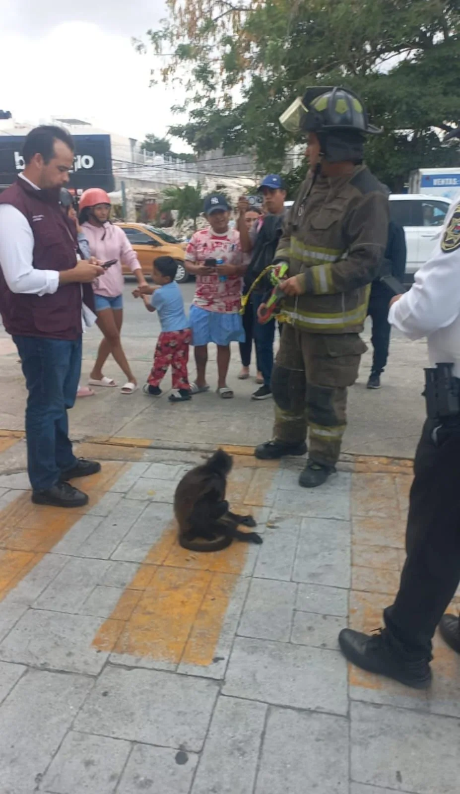 Rescatan a mono araña atropellado en avenida Bonampak; autoridades lo trasladan para atención veterinaria