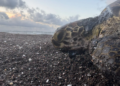 Joven denuncia tortuga cubierta de chapopote en playas de Veracruz
