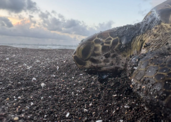 Joven denuncia tortuga cubierta de chapopote en playas de Veracruz