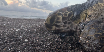 Joven denuncia tortuga cubierta de chapopote en playas de Veracruz
