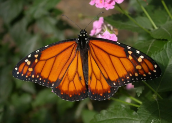 Mariposa monarca muestra recuperación: aumenta 64% su presencia en bosques de México