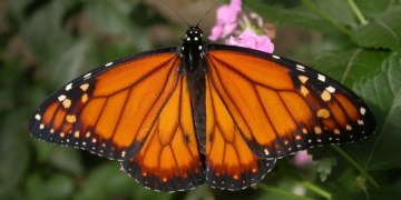 Mariposa monarca muestra recuperación: aumenta 64% su presencia en bosques de México