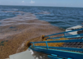 Proyecto para aprovechar el sargazo en Quintana Roo avanza; esperan aval del Registro Agrario para presentarlo a Semarnat