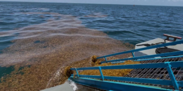 Proyecto para aprovechar el sargazo en Quintana Roo avanza; esperan aval del Registro Agrario para presentarlo a Semarnat