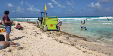 Sargazo invade Playa Marlín en Cancún; refuerzan limpieza urgente