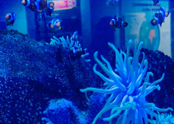 Últimos días de vacaciones: Profeco da ideas para divertirse sin gastar