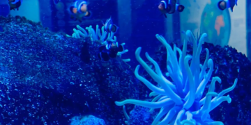 Últimos días de vacaciones: Profeco da ideas para divertirse sin gastar